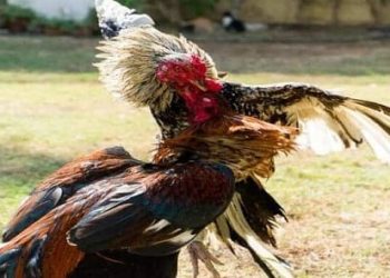 Đá Gà Thomo trực tuyến luôn mang đến không gian tuyệt vời nhất